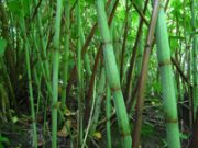 Knotweed canes