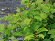 Japanese Knotweed main