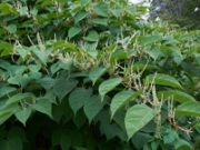 Knotweed dark