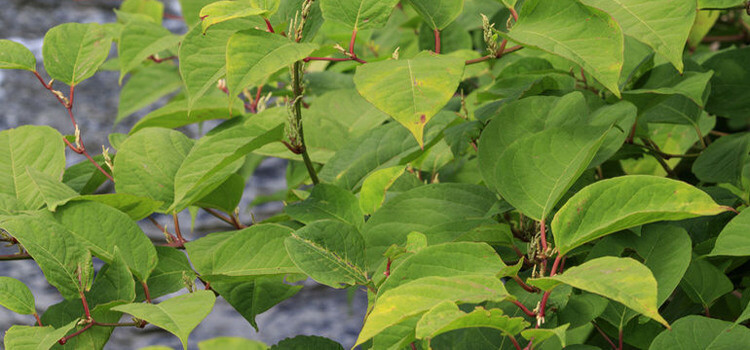 Japanese Knotweed